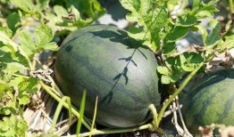 吃瓜小南第一集免费观看,揭秘神秘事件背后的真相